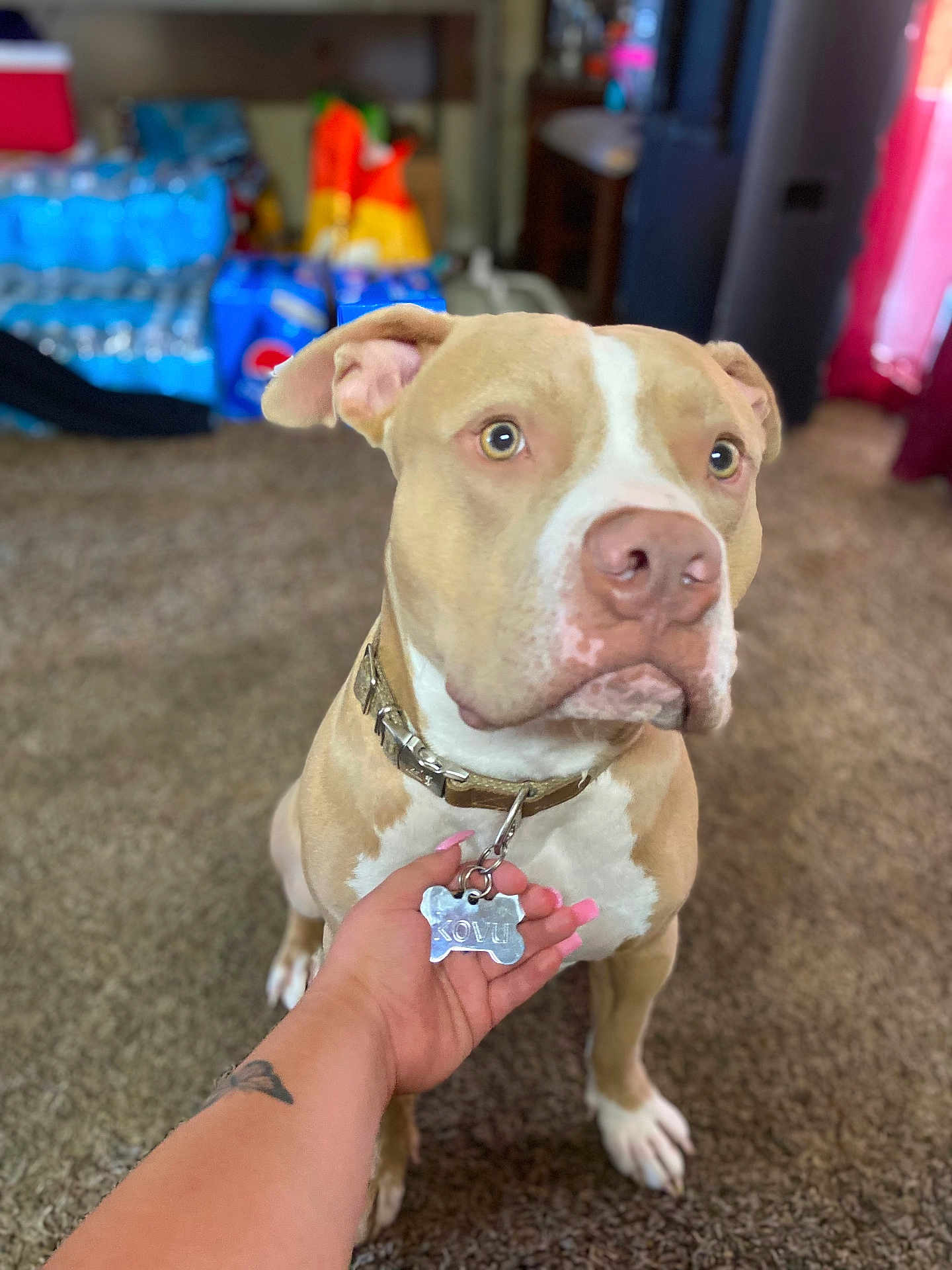 Kovu Tristan joined the competition — help win amazing prizes! animal, blurred_background, carpet, close_up, collar, cute, dog, focused, furniture, hand, household, indoor, paw, pet, portrait, snacks, tag, tan, water_bottles, white