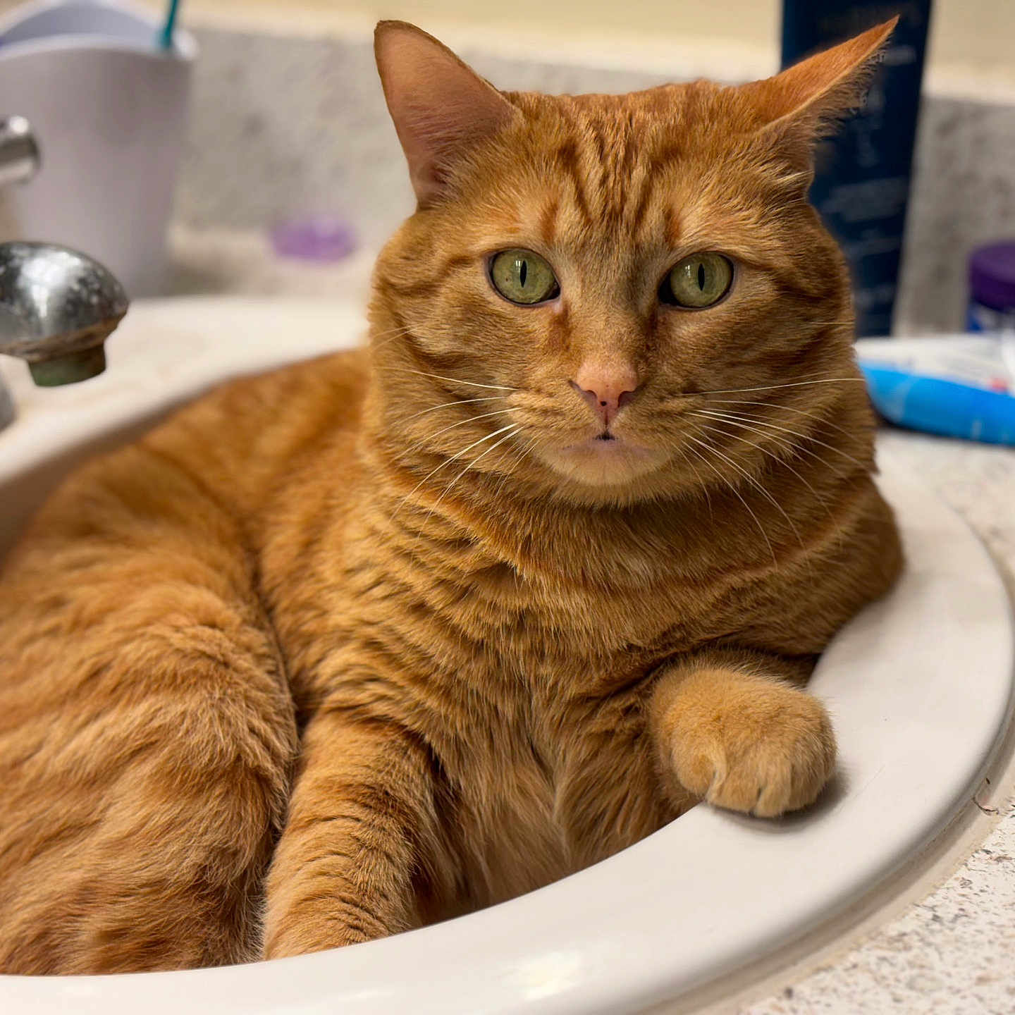 Garfield is registered to the contest to win money with this photo: animal, bathroom, cat, closeup, curious, cute, domestic_cat, faucet, fur, green_eyes, indoor, mammal, orange_tabby, paws, pet, relaxed, resting, sink, toiletries, whiskers