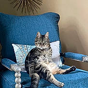 Random is registered to the contest to win money with this photo: cat, tabby_cat, pet, animal, sitting, lounging, chair, armchair, blue_furniture, cushion, pillow, indoor, home_decor, wall_decoration, whiskers, ears, striped_fur, green_eyes, relaxed, portrait
