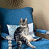 cat, tabby_cat, pet, animal, sitting, lounging, chair, armchair, blue_furniture, cushion, pillow, indoor, home_decor, wall_decoration, whiskers, ears, striped_fur, green_eyes, relaxed, portrait