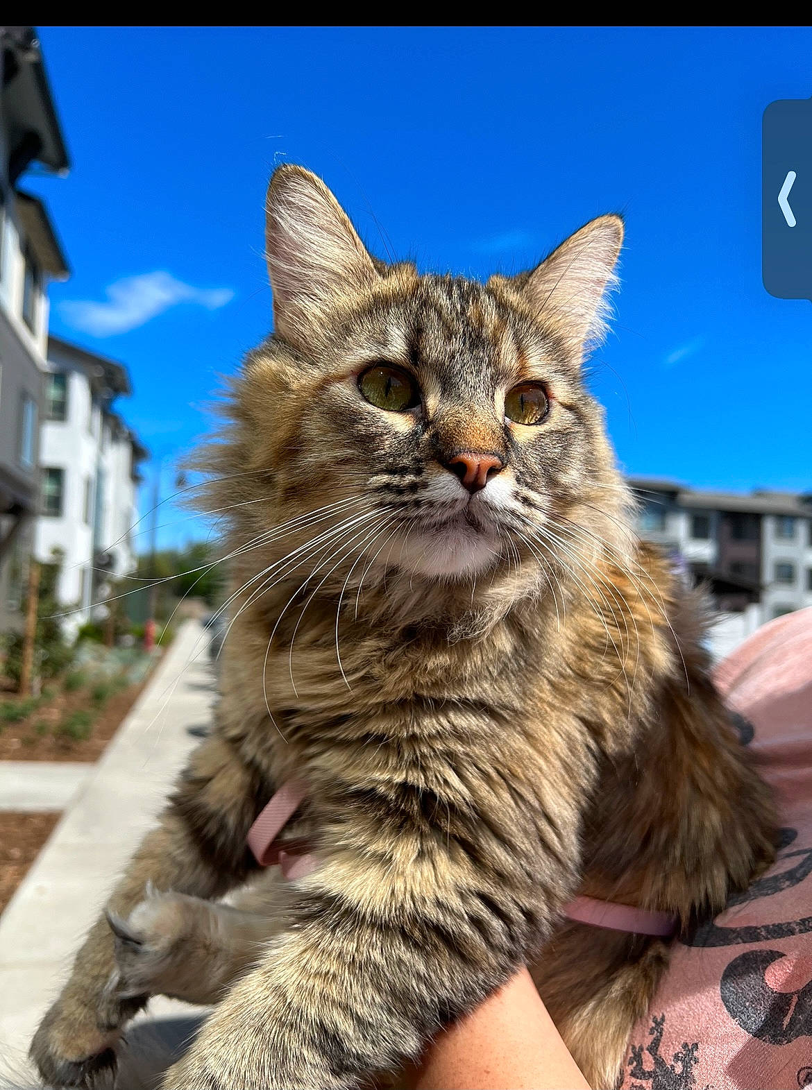 Mila joined the competition — help win amazing prizes! carnivore, cat, claw, cloud, domestic_short_haired_cat, felidae, fur, grass, paw, plant, sitting, sky, small_to_medium_sized_cats, snout, tail, terrestrial_animal, tree, whiskers, wildlife, window