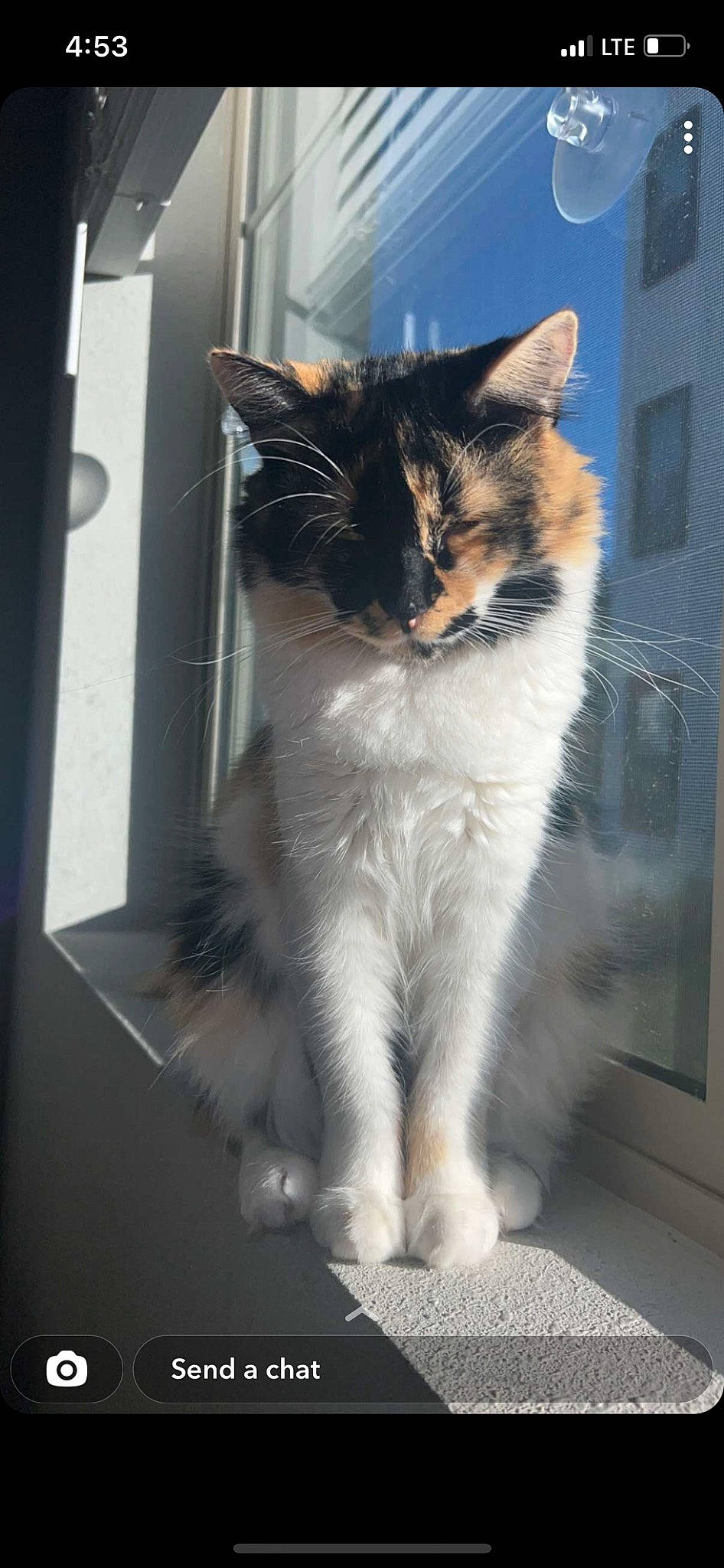 Alley joined the competition — help win amazing prizes! carnivore, cat, claw, domestic_short_haired_cat, electric_blue, eye, felidae, fixture, fur, paw, sitting, small_to_medium_sized_cats, snout, tail, whiskers, window