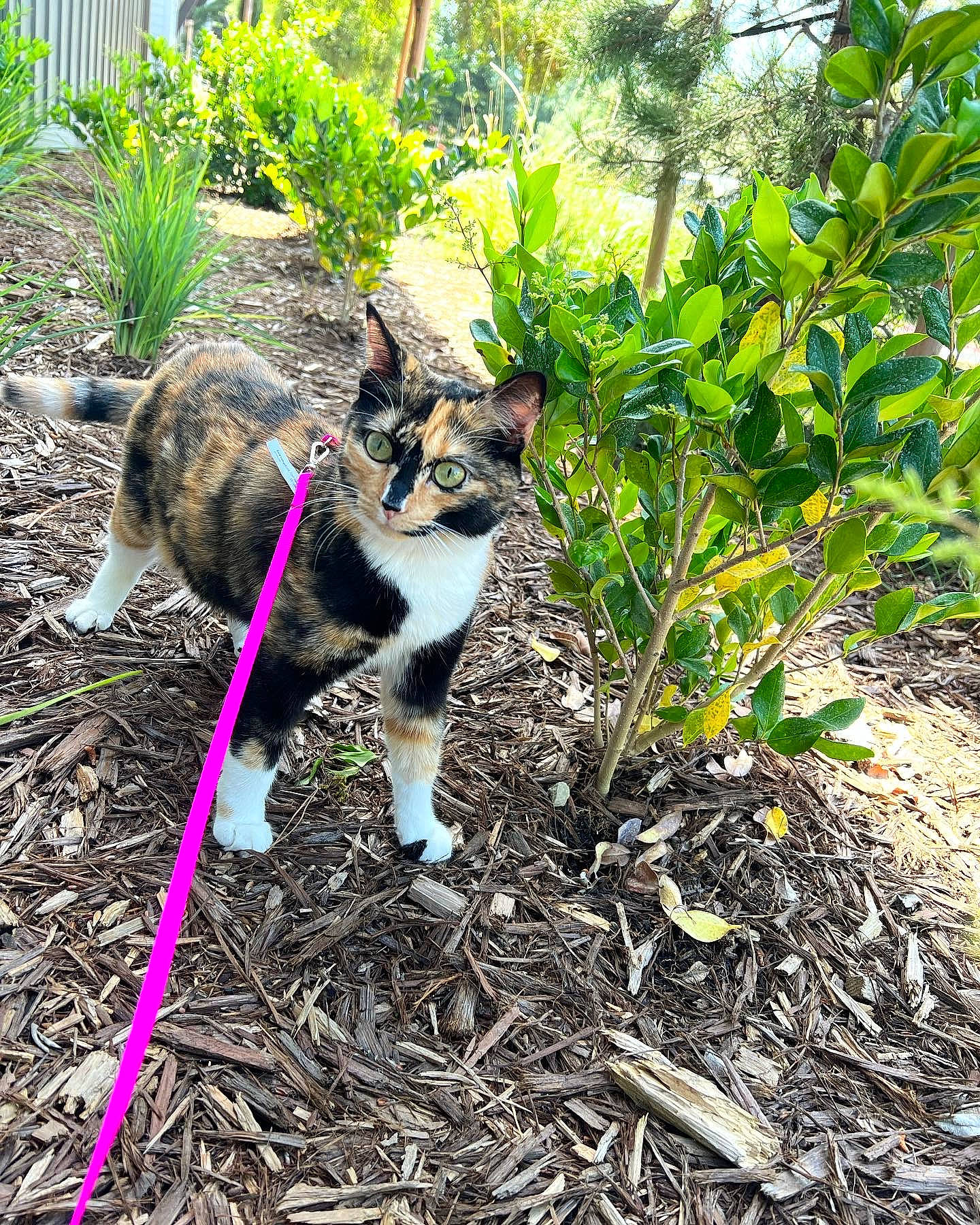 June joined the competition — help win amazing prizes! carnivore, cat, collar, dog_breed, fawn, felidae, garden, gardening, grass, groundcover, herb, herbaceous_plant, plant, shrub, small_to_medium_sized_cats, soil, sporting_group, tail, tree, whiskers