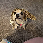 Tinkerbell joined the competition — help win amazing prizes! animal, carpet, costume, cute, dog, domestic_animal, eyes, floor, funny, fur, fuzzy_hat, hat, indoor, leg, looking_up, pet, pink_slipper, slipper, small_dog, vampire_teeth