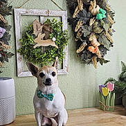 Tinkerbell is registered to the contest to win money with this photo: dog, bow_tie, wooden_surface, green_wall, decorative_wreath, plant, indoor, pet, small_dog, ears_up, face, sitting, decor, tulip_ornament, table, home, cute, animal, portrait, spring