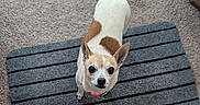 Tinkerbell is registered to the contest to win money with this photo: dog, small_dog, pet, animal, indoor, carpet, mat, striped_mat, flooring, ears, tail, looking_up, curious, brown_and_white, canine, companion, cute, domestic, standing, alert