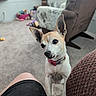 Tinkerbell joined the competition — help win amazing prizes! dog, small_dog, pet, indoor, living_room, carpet, couch, chair, toy, curious, pink_collar, canine, furniture, blurred_background, paw, ear, snout, domestic_animal, companion, home