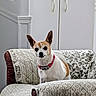 Tinkerbell joined the competition — help win amazing prizes! dog, small_dog, indoor, couch, quilt, patterned_fabric, pet, animal, alert, ears_up, collar, white, brown, furniture, home, living_room, seated, cute, companion, domestic