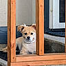 Chloe joined the competition — help win amazing prizes! dog, small_dog, fluffy, wooden_railings, concrete, porch, pet, animal, curious, calm, ears, fur, collar, resting, looking, outdoor, daylight, home, door, background