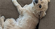 Chloe joined the competition — help win amazing prizes! dog, pet, couch, beige, fur, relaxing, indoor, canine, cute, small_dog, fluffy, laying_down, looking_up, cozy, home, animal, companion, resting, texture, comfortable