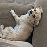 animal, beige, canine, comfortable, companion, couch, cozy, cute, dog, fluffy, fur, home, indoor, laying_down, looking_up, pet, relaxing, resting, small_dog, texture