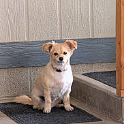 Chloe is registered to the contest to win money with this photo: dog, small_dog, tan_coat, sitting, mat, indoor, pet, collar, calm, looking_at_camera, concrete_floor, wall, wooden_post, companion, domestic_animal, cute, fur, ears, tail, front_paws