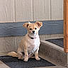 calm, collar, companion, concrete_floor, cute, dog, domestic_animal, ears, front_paws, fur, indoor, looking_at_camera, mat, pet, sitting, small_dog, tail, tan_coat, wall, wooden_post