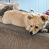 Chloe is registered to the contest to win money with this photo: dog, couch, indoor, pet, relaxed, furniture, toy, basket, beige, brown, snout, ears, fur, resting, living_room, wall, power_outlet, cord, domestic_animal, comfort