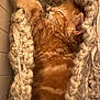 Hermès a rejoint le concours — aidez-le/la à gagner de superbes lots ! kitten, sleeping, orange_cat, cozy, blanket, knitted, furry, cute, pet, resting, indoors, warm, soft, fur, animal, domestic_cat, relaxed, closeup, comfort, snuggling