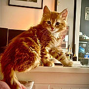 Hermès participe au concours pour gagner de l'argent avec cette photo : cat, kitten, orange_tabby, feline, indoor, pet, curious, fluffy, fur, whiskers, tail, ledges, mirror, reflection, blanket, warm_lighting, cozy, house, window, decor