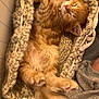 Hermès participe au concours pour gagner de l'argent avec cette photo : kitten, orange_cat, sleeping, cozy, knitted_basket, paws, fur, nap, cute, pet, domestic_cat, relaxing, indoor, feline, warm, soft, adorable, resting, animal, tail