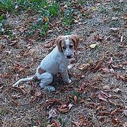 Aïko participe au concours pour gagner de l'argent avec cette photo : puppy, dog, outdoor, grass, dry_leaves, plants, brown_and_white, sitting, young_dog, nature, pet, canine, fur, animal, leaf_litter, curious, small_dog, ground, daylight, alone