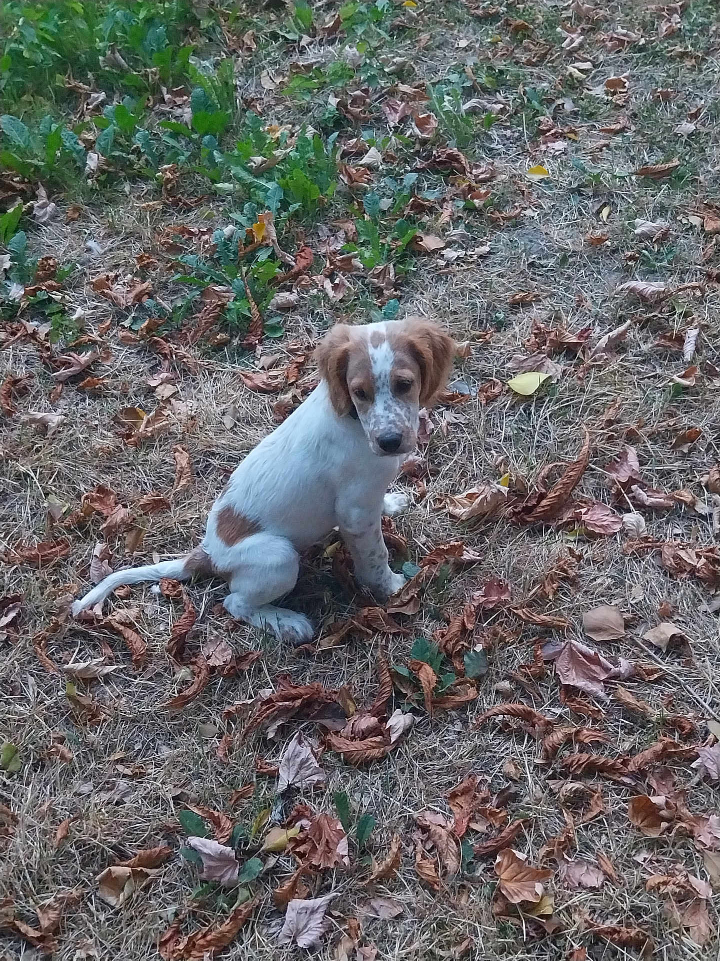 Aïko participe au concours pour gagner de l'argent avec cette photo : puppy, dog, outdoor, grass, dry_leaves, plants, brown_and_white, sitting, young_dog, nature, pet, canine, fur, animal, leaf_litter, curious, small_dog, ground, daylight, alone