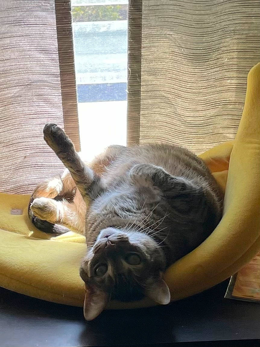 Bea joined the competition — help win amazing prizes! canidae, carnivore, cat, comfort, companion_dog, couch, dog_breed, fawn, felidae, flooring, fur, small_to_medium_sized_cats, snout, sporting_group, tail, terrestrial_animal, water, whiskers, wood, working_animal