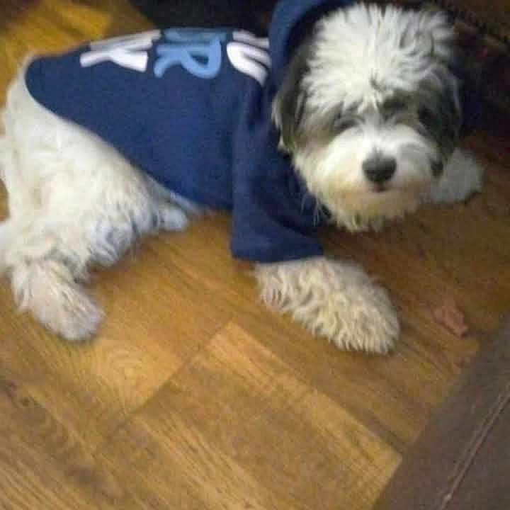 Shunka Frog Ironroad