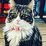 cat, tabby, feline, pet, close_up, portrait, green_eyes, whiskers, fluffy, long_haired, collar, pink_collar, bell, wooden_deck, outdoor, domestic_animal, striped_fur, ears, sitting, stare