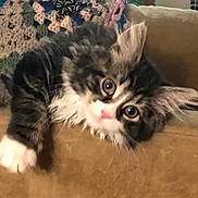 Stink joined the competition — help win amazing prizes! kitten, cat, pet, fur, whiskers, paws, eyes, couch, sofa, upholstery, blanket, crochet, indoor, living_room, close_up, portrait, playful, curious, adorable, fuzzy