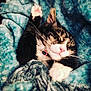 Stink joined the competition — help win amazing prizes! cat, kitten, sleeping, blanket, blue_blanket, pink_nose, whiskers, paw, collar, polka_dot, fur, cozy, nap, closeup, portrait, indoor, pet, relaxed, soft_texture, adorable