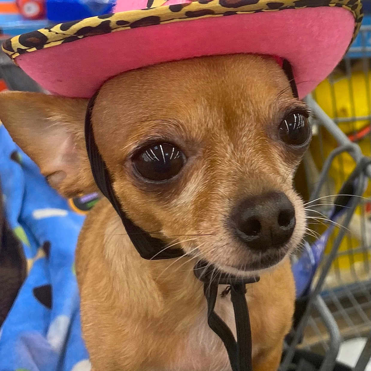 Fran Chula is registered to the contest to win money with this photo: animal, canine, cap, chihuahua, clothing, costume, cowboyhat, dog, face, hat, head, hound, person, pet, photography, portrait, puppy, purple, sombrero, sunhat