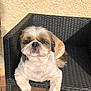 animal, chair, companion, cute, daylight, dog, fur, groomed, outdoor, pavement, pet, portrait, relaxed, resting, shadow, shih_tzu, small_dog, sunlight, wall, woven_chair