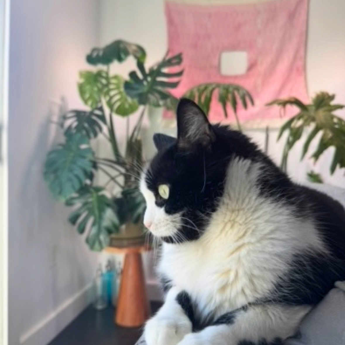 Fiono joined the competition — help win amazing prizes! animal, black_and_white_cat, cat, cozy, curious, cute, decor, feline, fur, greenery, home, indoor, paw, pet, plant, portrait, relaxed, side_view, sofa, tapestry