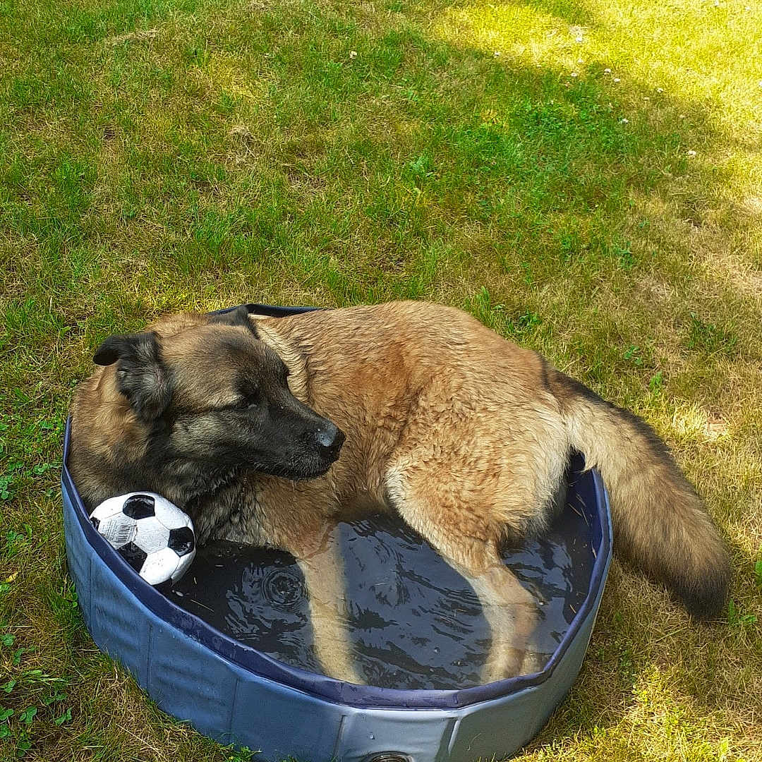 Oasisse a rejoint le concours — aidez-le/la à gagner de superbes lots ! animal, backyard, black_fur, brown_fur, canine, dog, grass, nature, outdoor, pet, playing, pool, relaxed, resting, soccer_ball, summer, sunlight, sunny_day, toy, water
