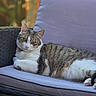animal, blurred_background, calm, cat, closeup, cushion, cute, domestic_animal, feline, fur, outdoor, paw, pet, relaxed, resting, sunlight, tabby_cat, whiskers, white_fur, wicker_chair