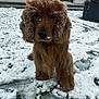 dog, snow, outdoor, curly_fur, golden_brown, ears, grass, winter, animal, pet, fur, snowflakes, yard, frozen_ground, nature, mammal, canine, closeup, cold, serious_expression