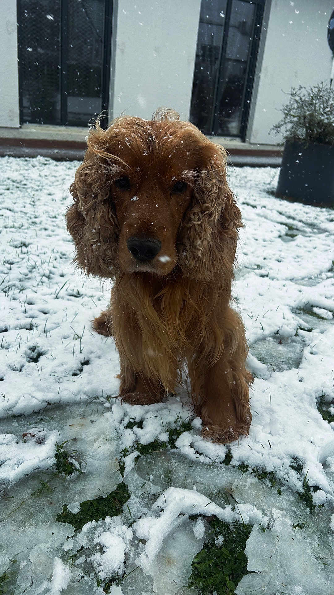 Pepsi a rejoint le concours — aidez-le/la à gagner de superbes lots ! dog, snow, outdoor, curly_fur, golden_brown, ears, grass, winter, animal, pet, fur, snowflakes, yard, frozen_ground, nature, mammal, canine, closeup, cold, serious_expression