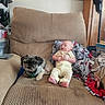 armchair, baby, blanket, child, clutter, cozy, dog, furniture, home, indoor, infant, lying_down, pet, portrait, sitting, smiling, storage_bins, toy, window, yellow_outfit