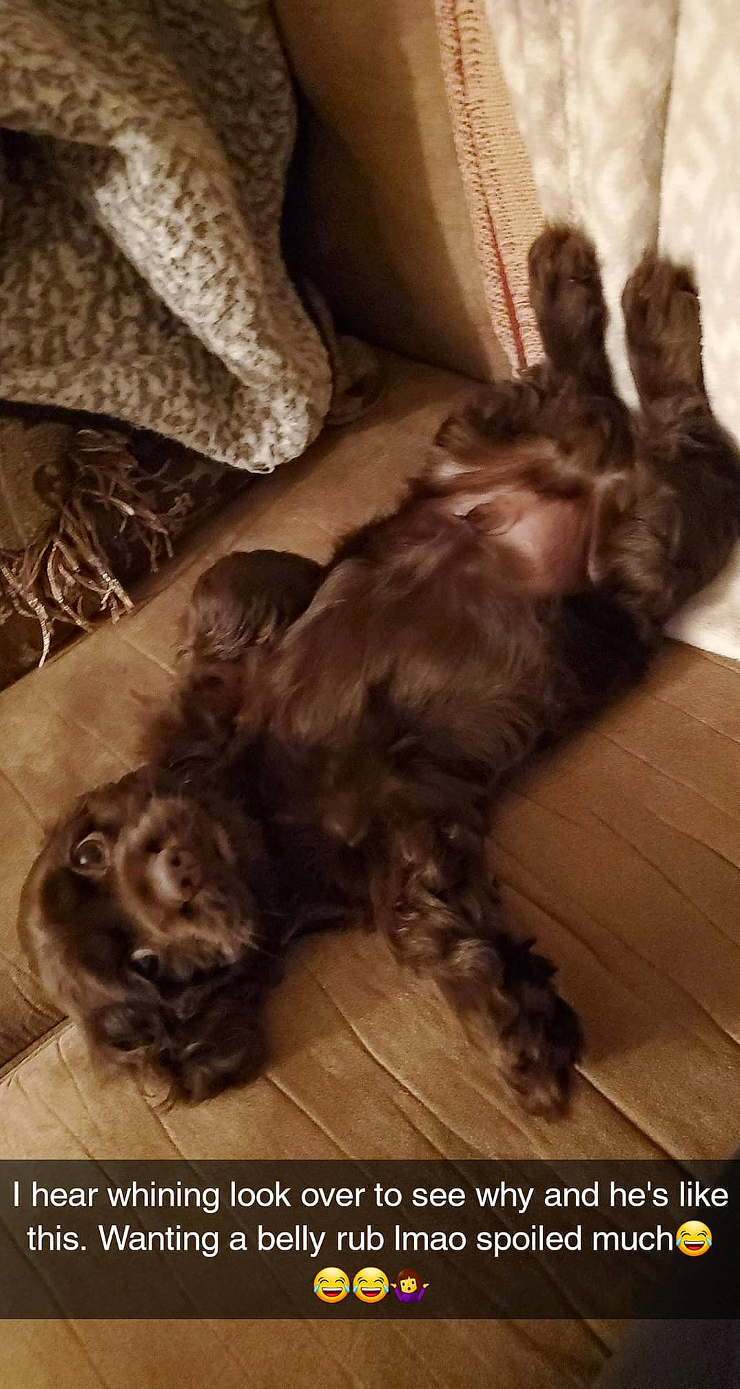 Cody joined the competition — help win amazing prizes! canidae, carnivore, cat, dog_breed, english_cocker_spaniel, fur, liver, photo_caption, sporting_group