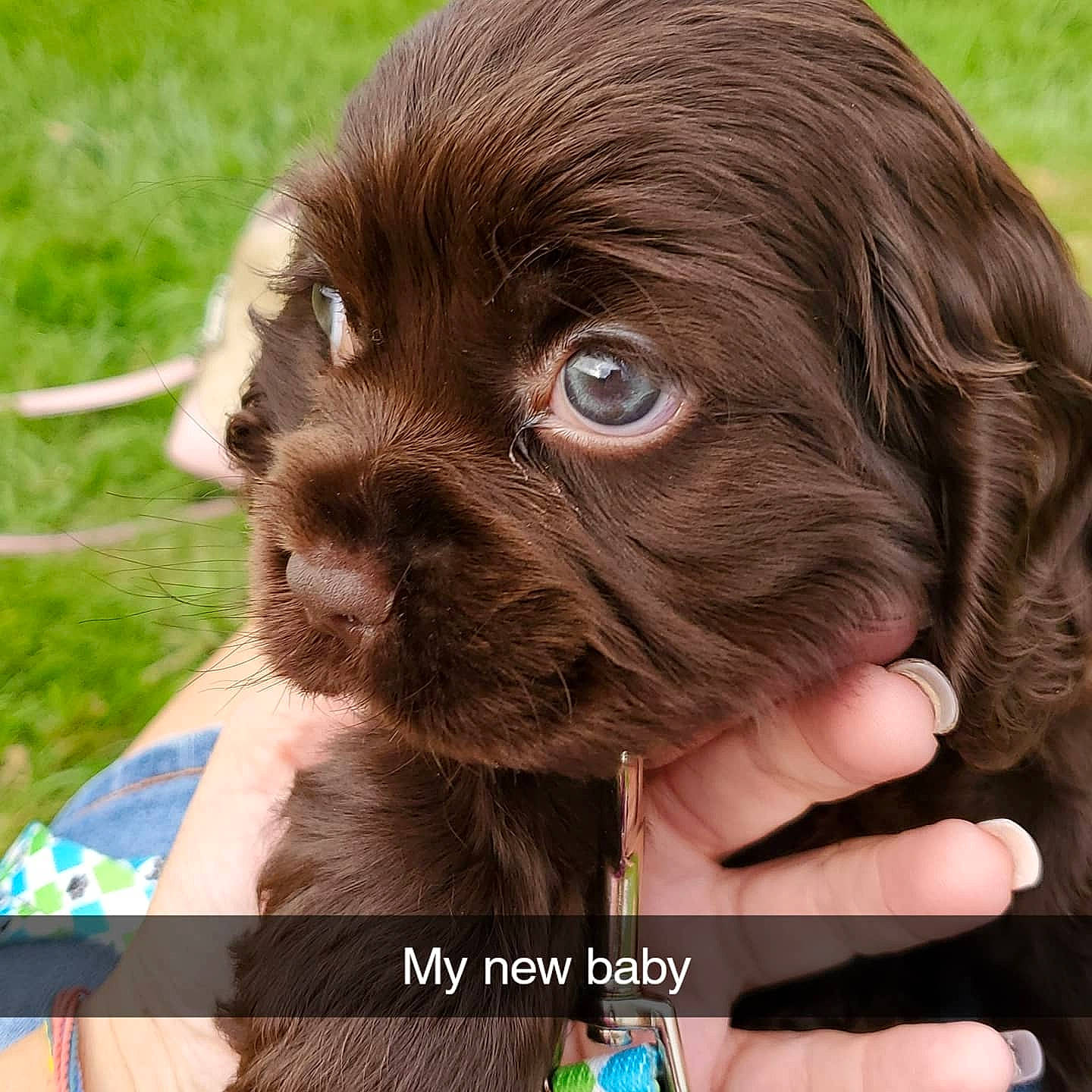Cody joined the competition — help win amazing prizes! bolonka, boykin_spaniel, canidae, carnivore, cocker_spaniel, companion_dog, dog, dog_breed, liver, mammal, puppy, sporting_group, sussex_spaniel, vertebrate