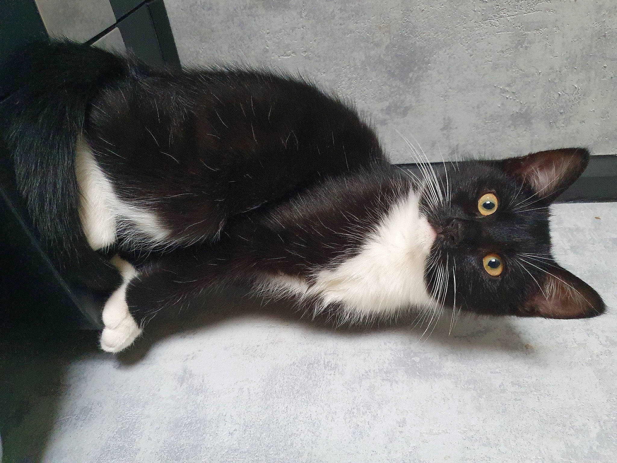 Tokyo participe au concours pour gagner de l'argent avec cette photo : black_cat, carnivore, cat, claw, comfort, domestic_short_haired_cat, felidae, foot, fur, mammal, paw, small_to_medium_sized_cats, tail, terrestrial_animal, whiskers