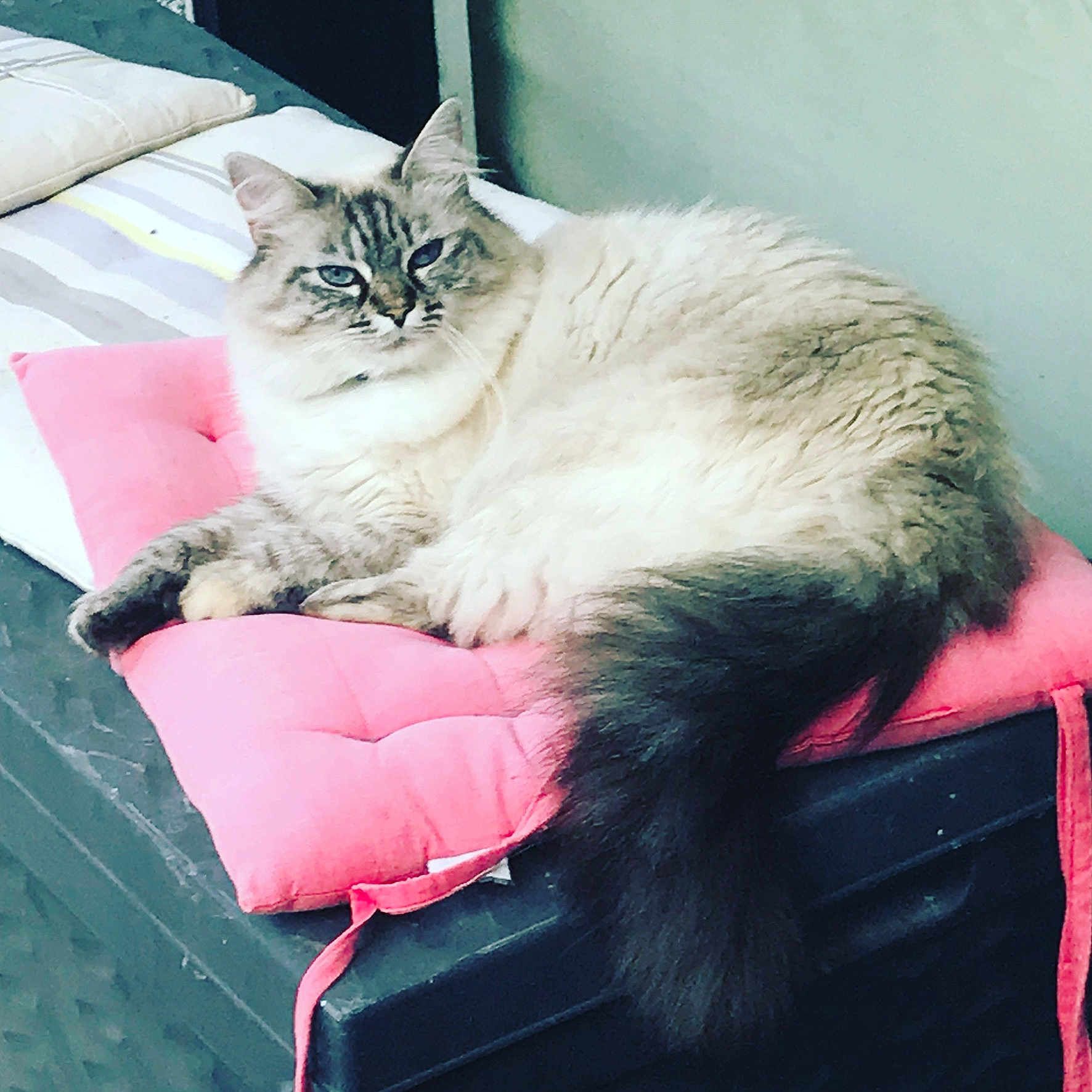 Melba a rejoint le concours — aidez-le/la à gagner de superbes lots ! angora, animal, architecture, armchair, building, cat, chair, couch, cushion, furniture, homedecor, indoors, kitten, livingroom, manx, person, pet, room, siamese, sleeping
