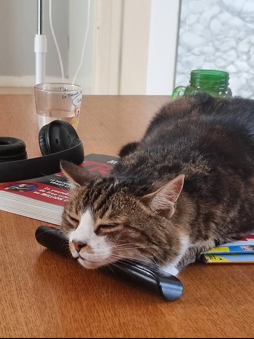 Noiro participe au concours pour gagner de l'argent avec cette photo : carnivore, cat, comfort, domestic_short_haired_cat, felidae, flooring, fur, hardwood, home_appliance, lamp, small_to_medium_sized_cats, table, tail, whiskers, wood