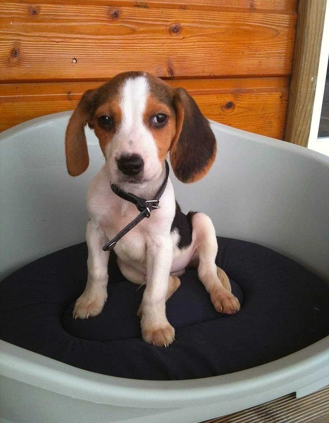 Noiro a rejoint le concours — aidez-le/la à gagner de superbes lots ! canidae, carnivore, circle, companion_dog, dishware, dog, dog_breed, hardwood, hound, hunting_dog, pet_supply, scent_hound, snout, sporting_group, wood