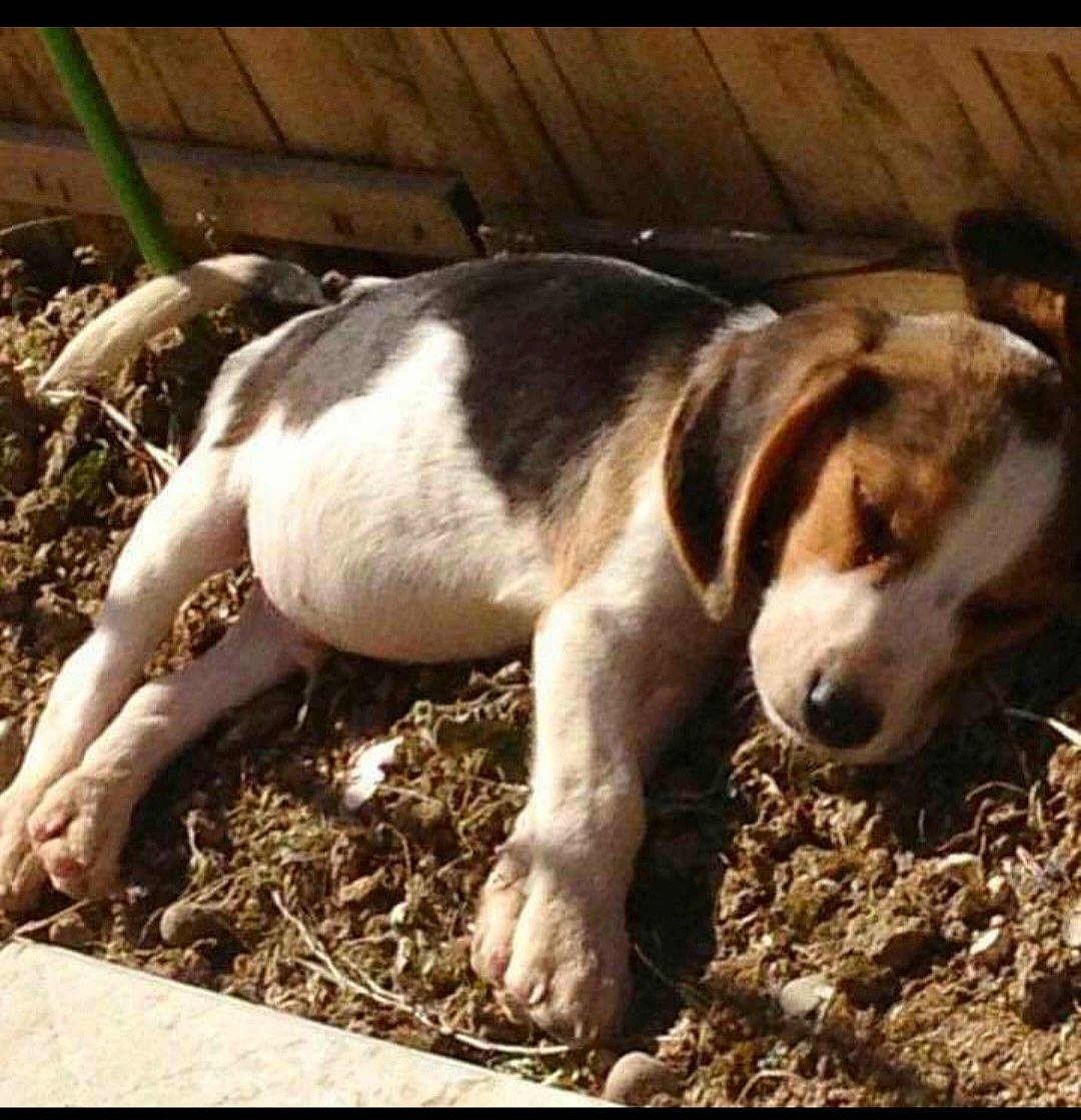 Noiro participe au concours pour gagner de l'argent avec cette photo : canidae, carnivore, companion_dog, dog, dog_breed, fawn, fur, grass, hound, paw, scent_hound, soil, sporting_group, terrestrial_animal, wood, working_animal