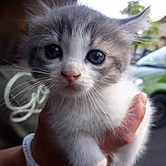 June participe au concours pour gagner de l'argent avec cette photo : abyssinian, alloywheel, animal, car, carwheel, cat, face, head, kitten, machine, manx, person, pet, photography, portrait, spoke, tire, transportation, vehicle, wheel