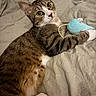 cat, tabby_cat, white_paws, animal, pet, feline, bed, bedding, blanket, toy, stuffed_toy, cuddling, lying_down, indoors, bedroom, whiskers, ears, green_eyes, striped_fur, portrait