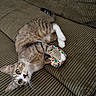 Vagou participe au concours pour gagner de l'argent avec cette photo : cat, tabby_cat, pet, animal, feline, couch, sofa, corduroy, indoor, home, playful, lying_down, upside_down, floral_toy, toy, white_paws, striped_fur, whiskers, wide_eyes, portrait