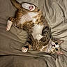Vagou participe au concours pour gagner de l'argent avec cette photo : cat, feline, pet, animal, tabby, white_chest, pink_paw_pads, toe_beans, lying_down, upside_down, bed, bedding, blanket, indoors, bedroom, portrait, close_up, wide_eyes, whiskers, relaxed