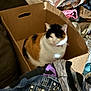 cat, calico_cat, cardboard_box, clothing, messy, indoor, furniture, fabric, pattern, pile, comfort, pet, animal, domestic_cat, household, soft, texture, relaxing, blur, casual