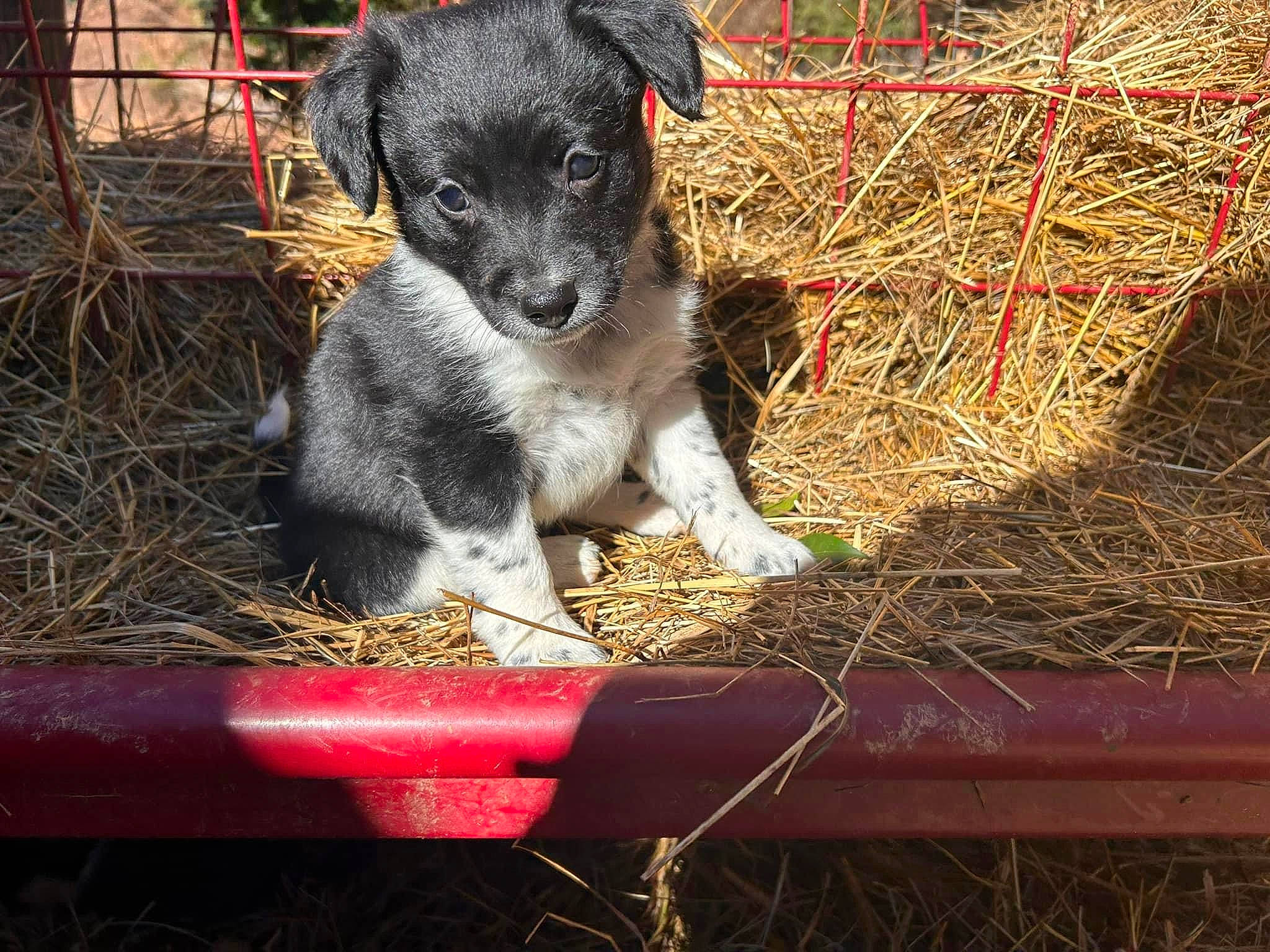 Chloe is registered to the contest to win money with this photo: carnivore, companion_dog, dog, dog_breed, fur, grass, hay, herding_dog, plant, puppy, snout, soil, straw, terrestrial_animal, whiskers, working_animal