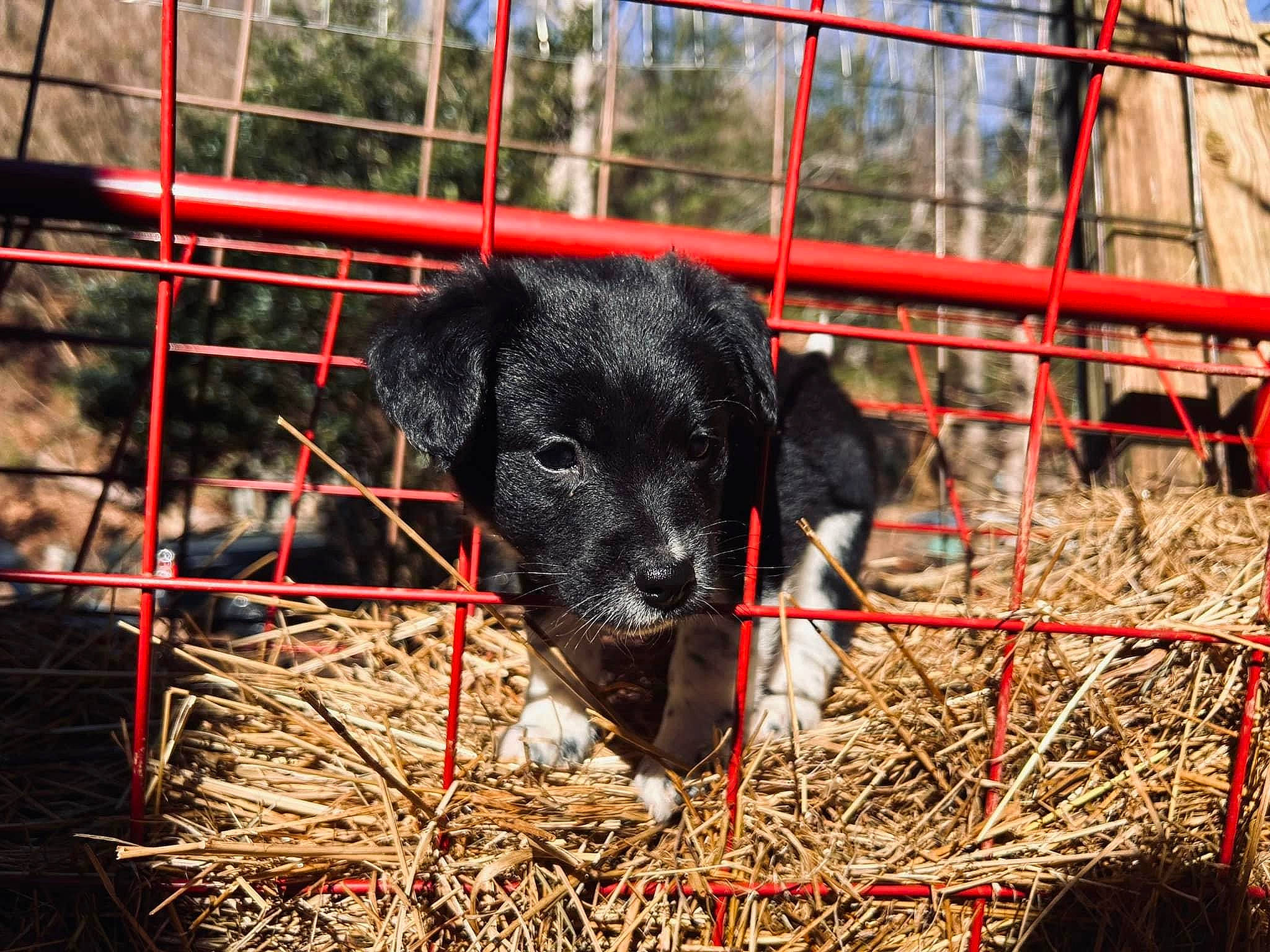 Chloe is registered to the contest to win money with this photo: agriculture, animal_shelter, cage, carnivore, dog, dog_breed, fence, fur, grass, hay, mammal, pet_supply, plant, snout, soil, sporting_group, terrestrial_animal, tree, vertebrate, working_animal